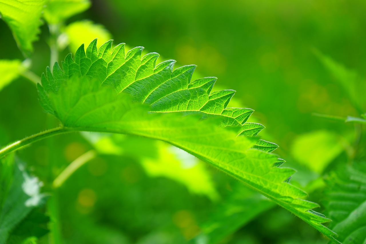 les plantes toxiques